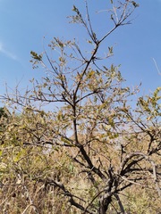 Eysenhardtia polystachya