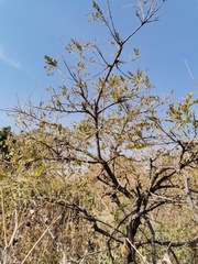 Eysenhardtia polystachya