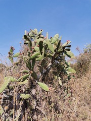 Opuntia
