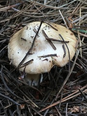 Inocybe pudica