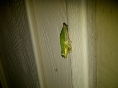 Hyla gratiosa