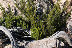 Juniperus durangensis