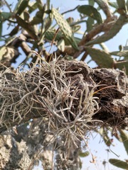 Tillandsia recurvata