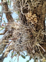 Tillandsia recurvata