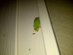 Hyla gratiosa