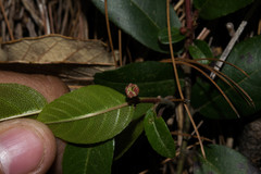 Rhamnus rosei