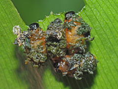 Lilioceris merdigera