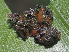 Lilioceris merdigera