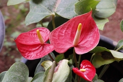 Anthurium