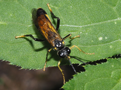Tenthredo maculata