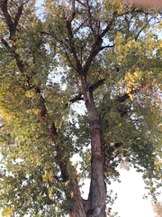 Populus mexicana