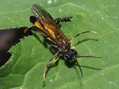Tenthredo maculata