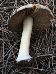 Inocybe pudica