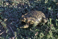 Sclerophrys poweri