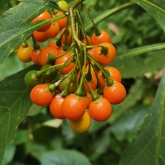 Solanum spirale