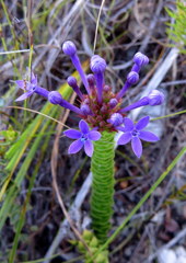 Rhigiophyllum squarrosum