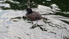 Aythya novaeseelandiae