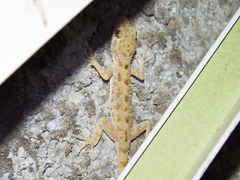 Cyrtopodion scabrum