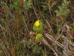 Ursinia caledonica
