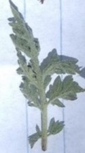Parthenium bipinnatifidum