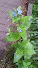 Pentaglottis sempervirens