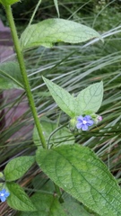 Pentaglottis sempervirens