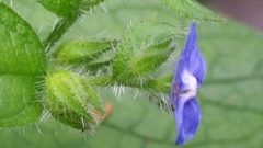Pentaglottis sempervirens