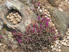 Lampranthus pocockiae