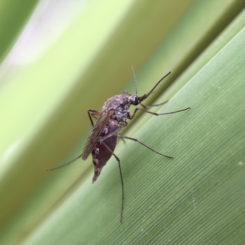 Aedes sagax