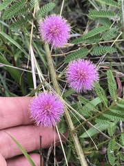 Mimosa nuttallii