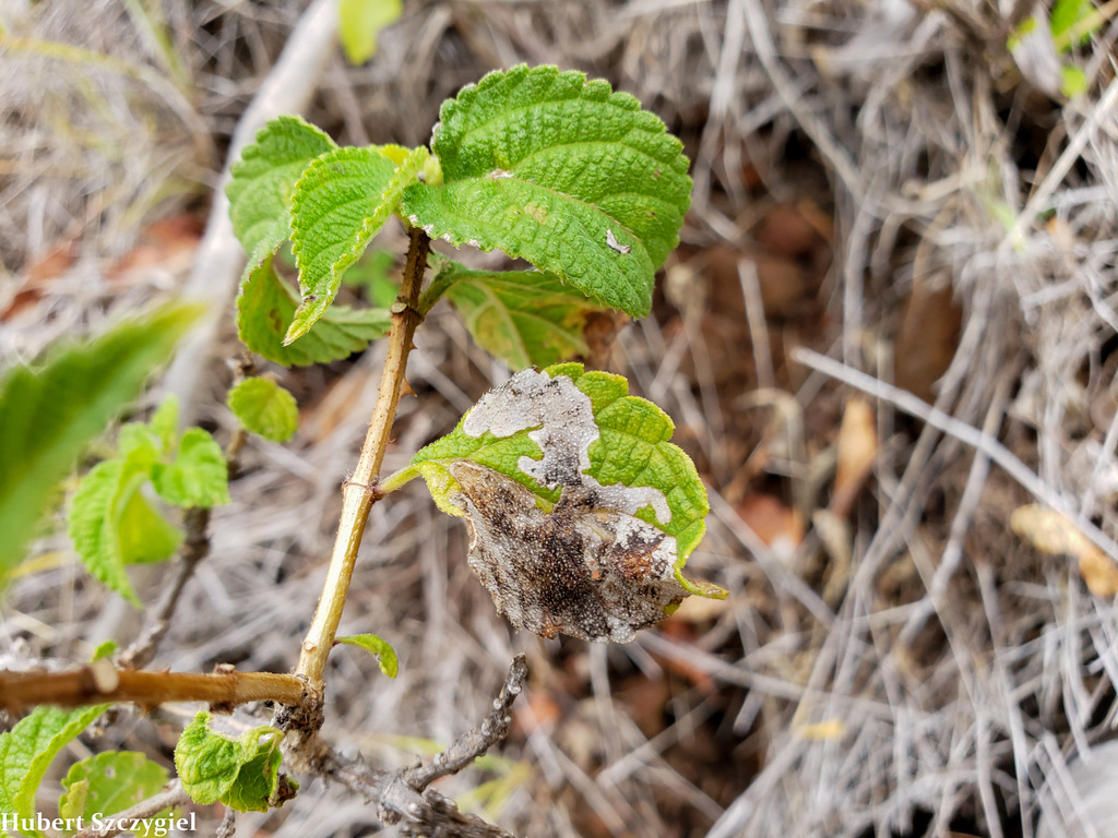 lantana leaf-miner