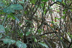 Thryophilus rufalbus