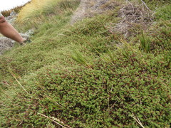 Cliffortia tricuspidata