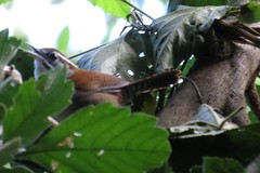 Thryophilus rufalbus