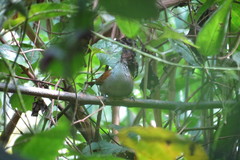 Thryophilus rufalbus