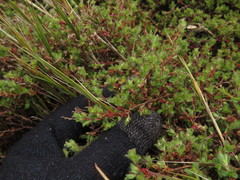 Cliffortia tricuspidata