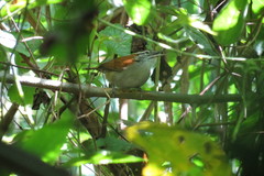 Thryophilus rufalbus