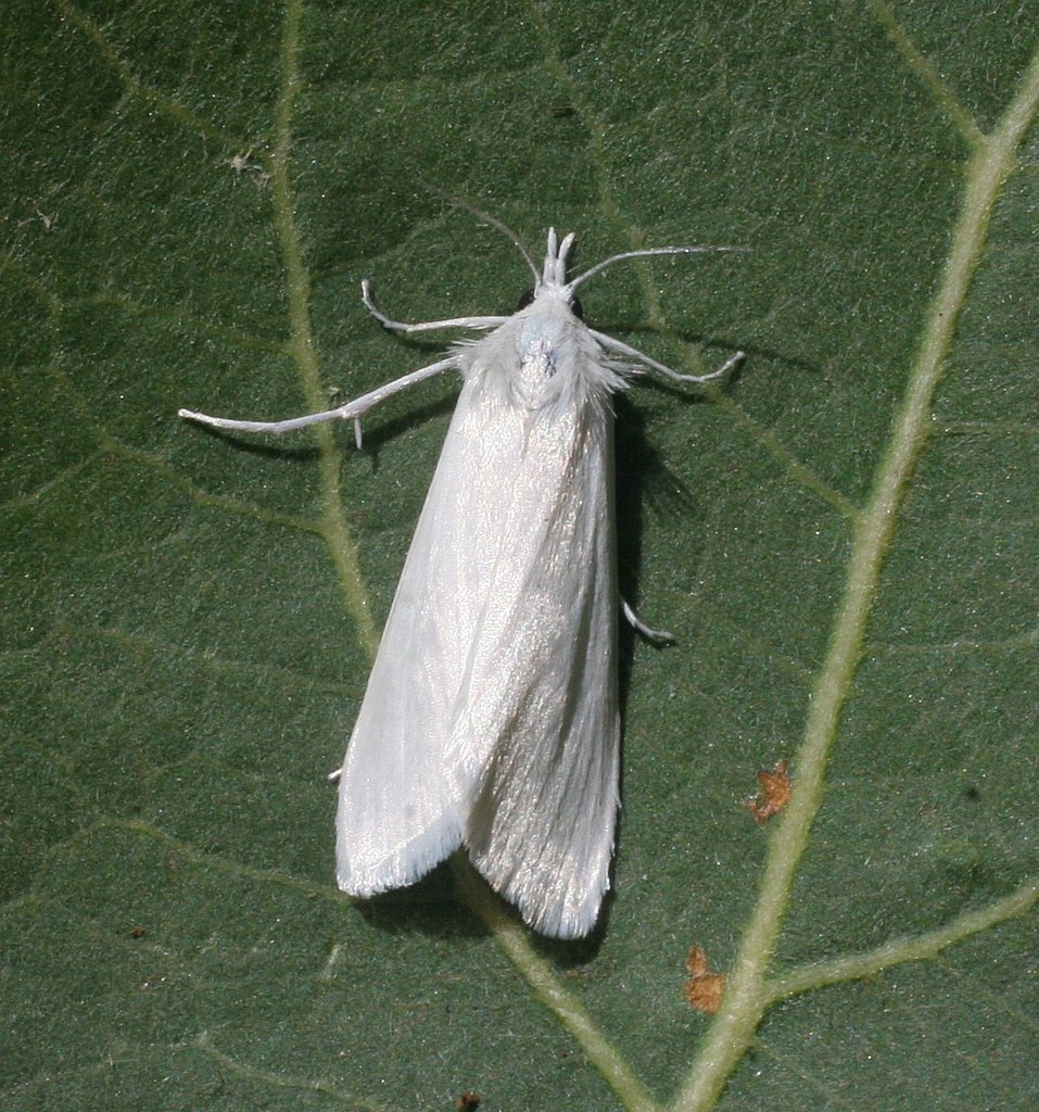Scirpophaga innotata