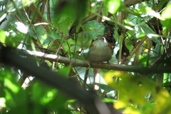 Thryophilus rufalbus