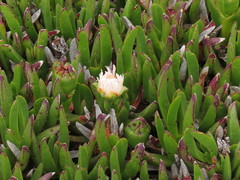 Carpobrotus edulis parviflorus