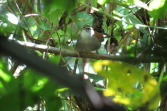 Thryophilus rufalbus