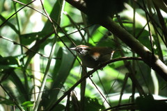 Thryophilus rufalbus