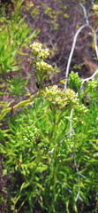 Crassula multiflora