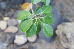 Excoecaria agallocha