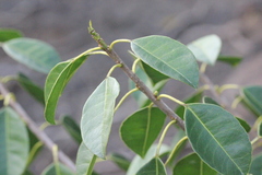 Excoecaria agallocha