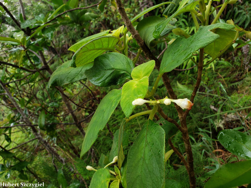 Cyrtandra garnotiana observed 2021-12-04