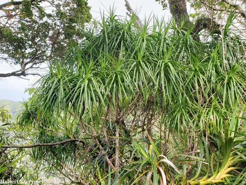 Dracaena forbesii observed 2021-12-04
