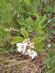 Rubus affinis