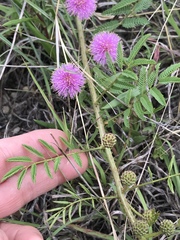 Mimosa nuttallii