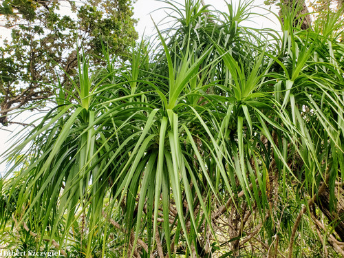 Dracaena forbesii